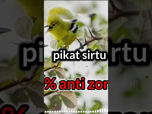 pikat sirtu dapatkan durasi lebih panjang #animal #bird #nature class=