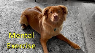 Mental Stimulation and Exercise for Dogs - Toller Edition - Cardboard Tube by A Duck Toller Named Sable 2,352 views 2 years ago 8 minutes, 17 seconds