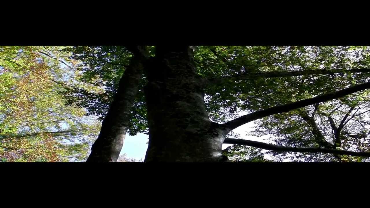 2.11.13 FAGEDA LA GREVOLOSA + SERRA DE LLANCERS