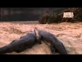 Wild Kingdom  Gharials vs  Mugger Crocodile