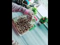 هريسه بالحليب