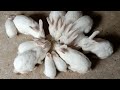 Rabbits walking and eating  gappus family 
