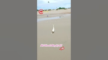 Ku hùng Câu cá bống đục bãi biển. Kéo con cá nhảy quá trời. Kéo cá đục quá đã!