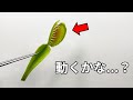 ハエトリグサは切り取られても動く？【食虫植物の解剖】