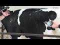 How to prepare a calf for the showring