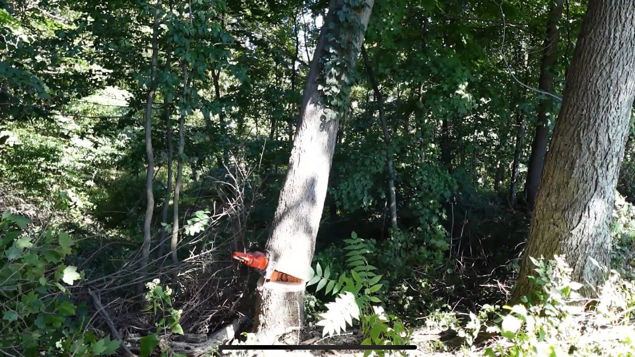 cutting down huge tree on the side of a hill! - YouTube