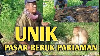 UNIK PASAR BERUK/MONYET KAMPUNG DALAM PADANG PARIAMAN