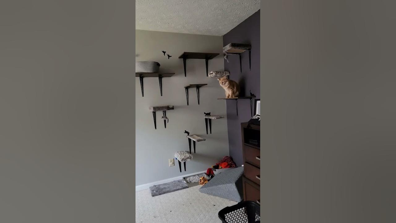 DIY Cat Wall Shelves that Don't Cost a Fortune - YouTube Diy Cat Wall Shelves That Don'T Cost A Fortune - Youtube