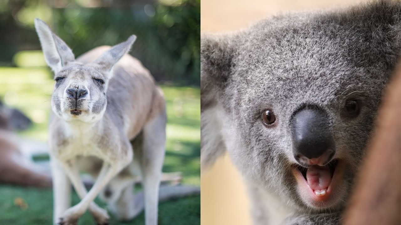 koala teeth