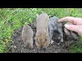 How To Identify If You Have Gophers, Moles, Or Voles Digging Up Your Yard. Mp3 Song