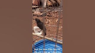 Choè đất mái hot kick trống tốt