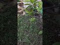 Rudraksh tree in my Garden.