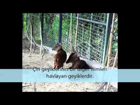 Sadece Parkımızda Bulunan 10 Nadir Tür