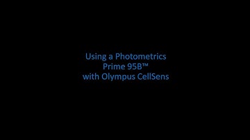 Running a Prime 95B Scientific CMOS camera in CellSens Software