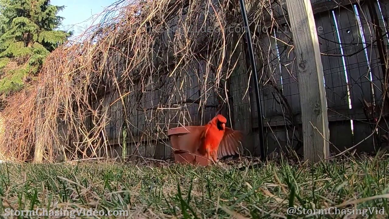 High Speed Camera Test, Cardinal Landing And Taking Off