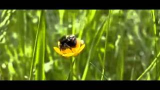 Bubmle Bee Chases Small Bee Off His Butterwort Meal.
