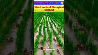 Weed Control Biological Method | weed control methods #shorts