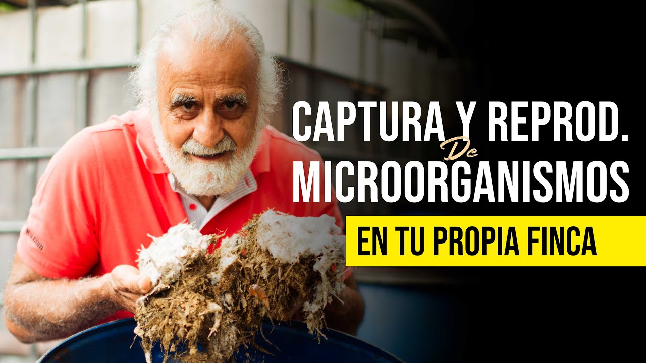 CAPTURA Y REPRODUCCIÓN DE MICROORGANISMOS IN SITU (En tu propia finca) | Jairo Restrepo Rivera 🐮🌱