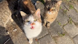 Cute Outdoor Cats by Tony Katz 10,037 views 1 month ago 1 minute, 36 seconds