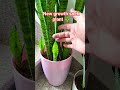 Summer season snek plant care tips#plants#gardeningideas#ytshorts