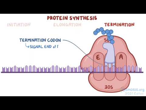 Video: Chất kháng khuẩn nào cản trở quá trình tổng hợp prôtêin?