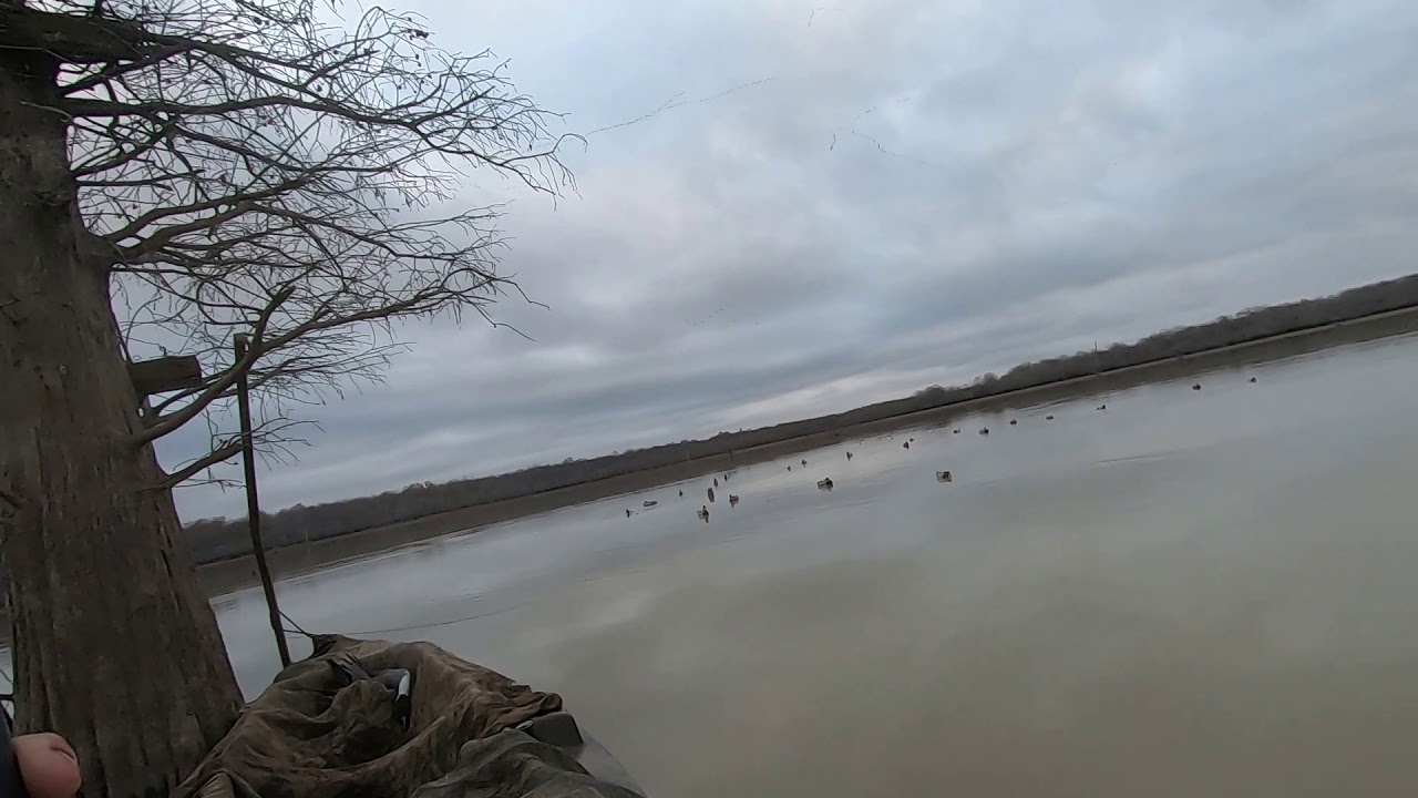 Ducks on the move Mississippi Delta YouTube