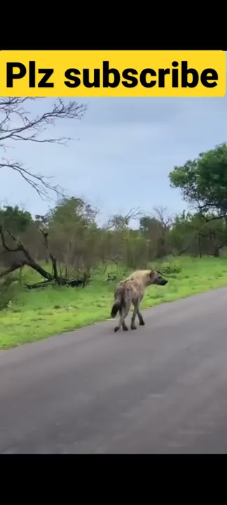लकड़बग्घा.. viral video... dangerous.....