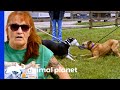 Dog Rescued As A Puppy Reunites With His Best Friend! | Pit Bulls & Parolees