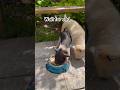 Cute Pets 🐶  #bordercollie #puppy #pets #viral #shorts