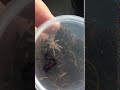 Паук птицеед Brachypelma albopilosum размер L2