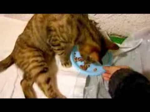 Video: Bassotto Adotta Un Gatto Paralizzato