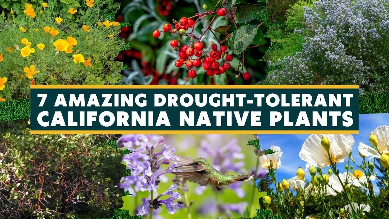 7 Amazing DroughtTolerant California Native Plants 🌿🌷🍃 YouTube