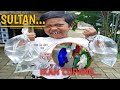 DRAMA | BOCIL JADI SULTAN IKAN CUPANG! | Mikael TubeHD