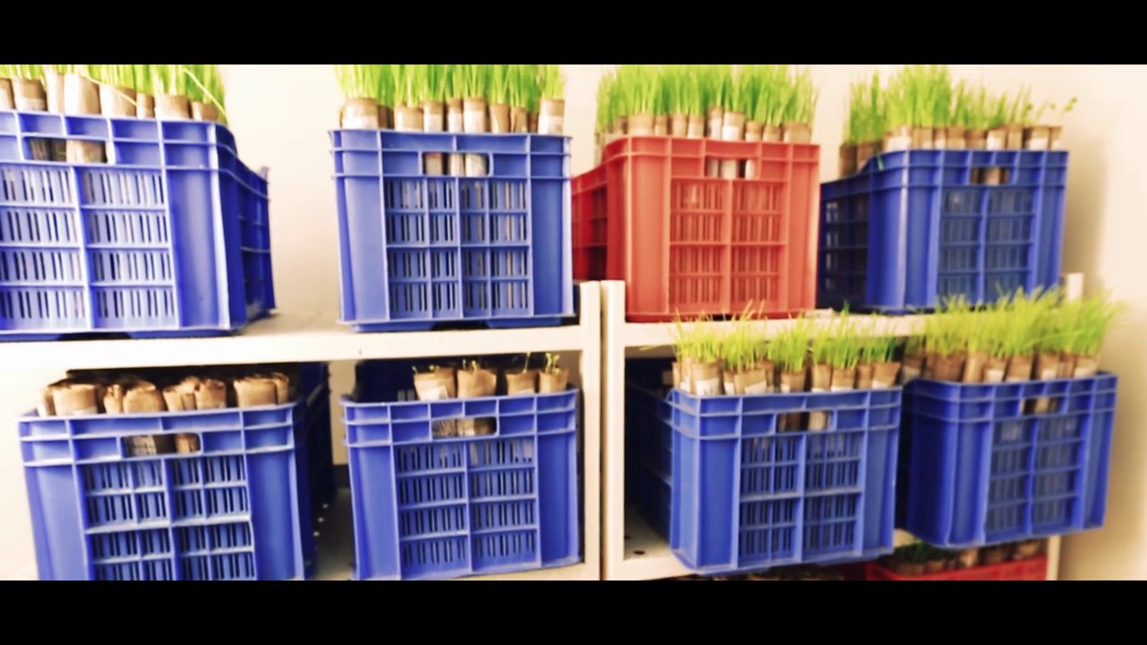 Eagle Seeds | Demo of Corporate Film | 