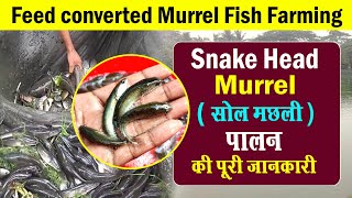Murrel Farming In India –Sole fish farming की जानकारी-Snakehead Fish Farming-korramenu fish farming