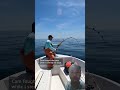 big bluefin tuna