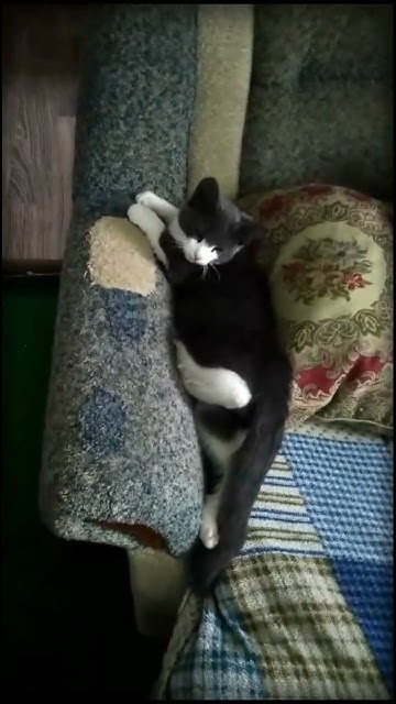 Борзый кот, борзый #shorts #собака#cat - YouTube