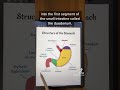 Anatomy of the Stomach  | TEAS and MCAT Review #shorts #anatomy Mp3 Song