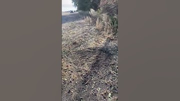 Mock scrape setup along field edge #hunting #outdoors #deer #deerhunting #whitetails #shorts