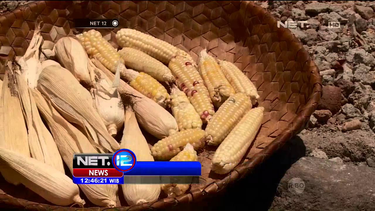 Kuliner Khas Alor, Jagung Kalabahi - NET 12 