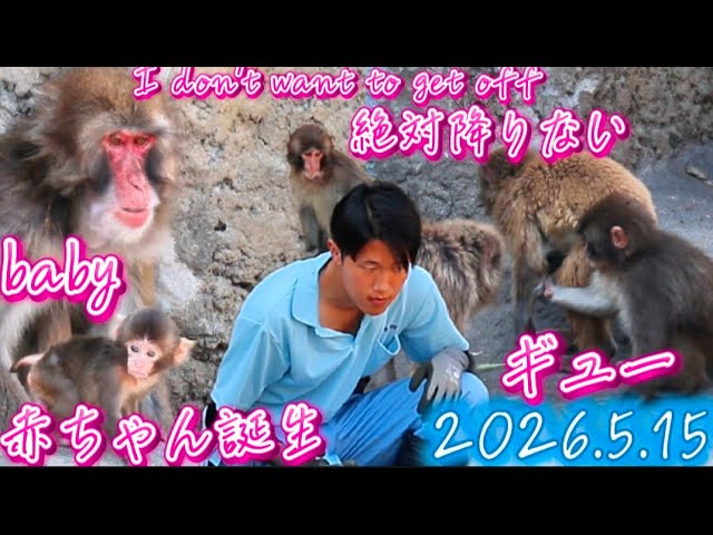 2026.05.15 最新！フェイントしてまで絶対にパパから降りないパンチ