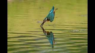 近所の公園のカワセミ　2024年5月撮影