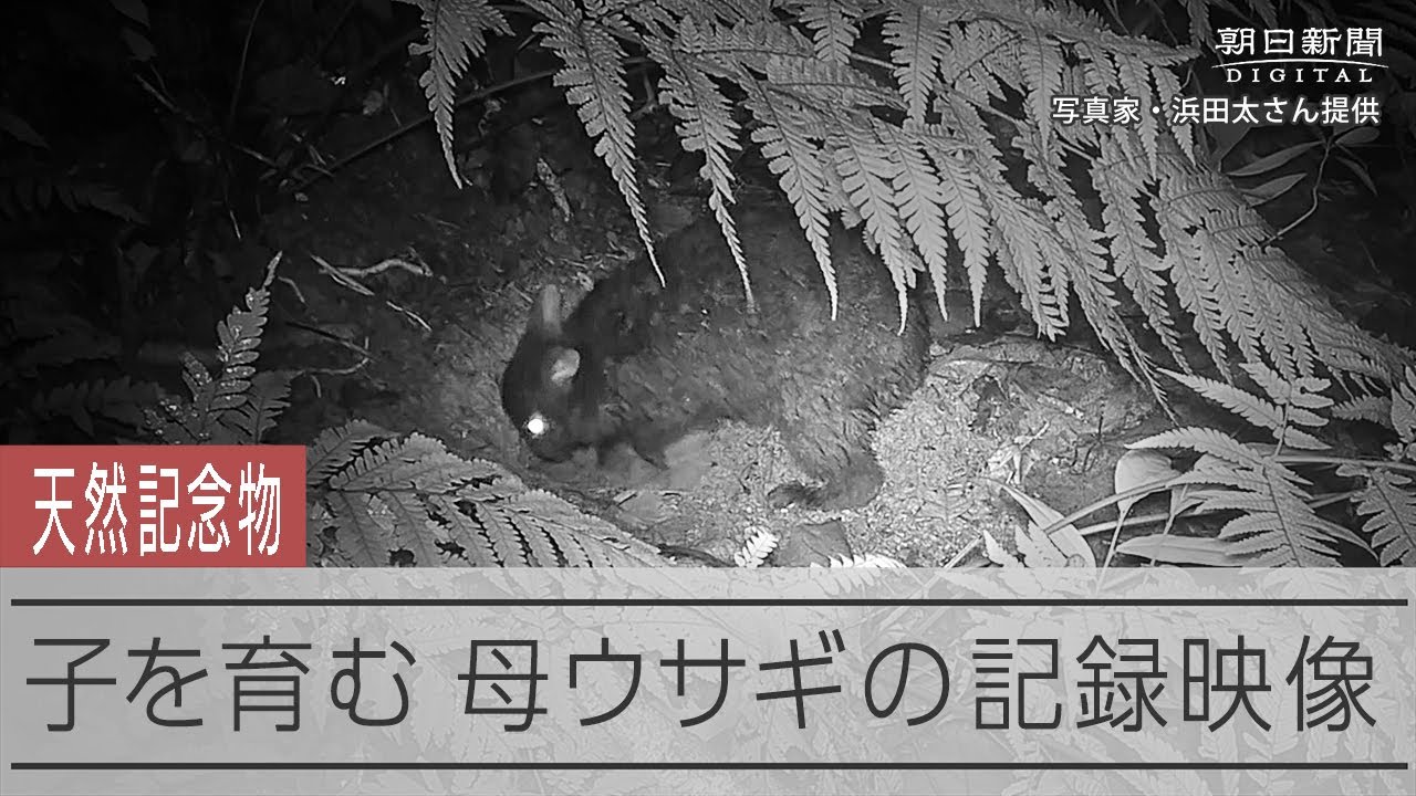 毛をむしるアマミノクロウサギ、撮影に成功　赤ちゃんのベッドに？ 動画：朝日新聞デジタル