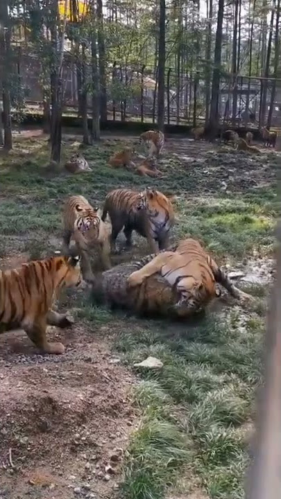 Pertempuran Harimau Siberia yang Menyeramkan