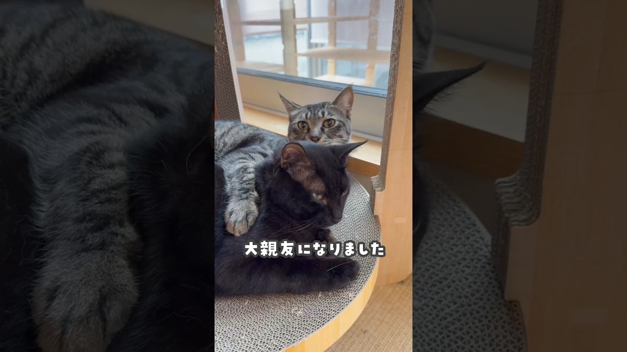 いつも一緒がいいね♪ #とんぼちゃん #うみちゃん #にこねこ