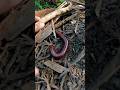 Giant Millipedes: Cute & Fascinating 🐾