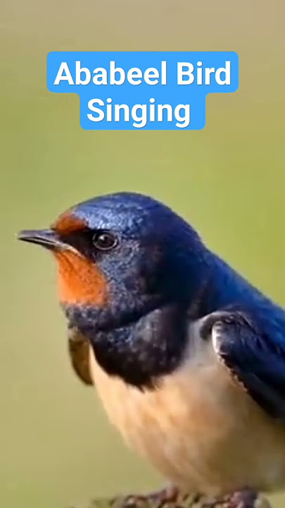 Ababeel Birds Beautiful🥰 Singing #ababeel #ababil #birds #beautiful #singing #shorts #viral #youtube