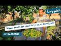 أسرار زراعة الليمون فوق الأسطح بنجاح مذهل للدكتور عبدالرحمن شحاتة 01224852985