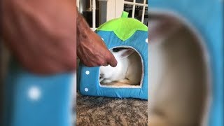 Bunny Goes In His house For A Treat