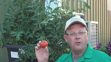 Jak velká rajčata New Girl dorůstají?